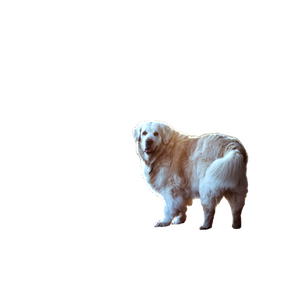 White And Brown Short Coated Dog – cat PNG with transparent background