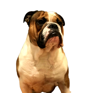 White And Brown Short Coated Dog – cat PNG with transparent background