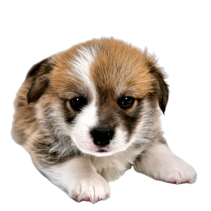 White And Brown Short Coated Puppy – cat PNG with transparent background