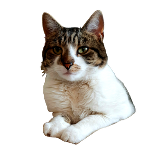 White And Brown Tabby Cat On Brown And White Textile - Cat PNG image with transparent background