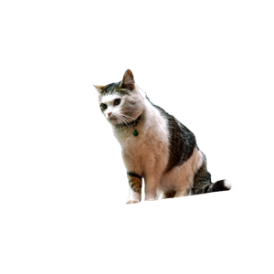 White And Brown Tabby Cat Sitting - Cat PNG image with transparent background