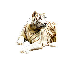 White And Brown Tiger Lying On Brown Soil During Daytime - Cat PNG image with transparent background