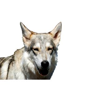 White And Brown Wolf In Close Up Photography