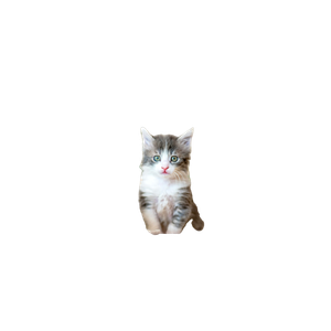 White And Gray Kitten On White Textile – cat PNG with transparent background
