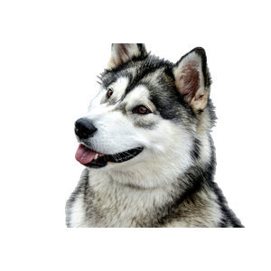 White And Gray Siberian Husky – cat PNG with transparent background