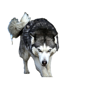 White And Gray Wolf