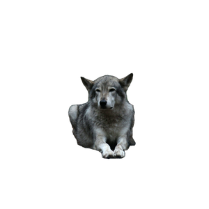 White And Gray Wolf Lying On Ground