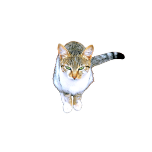 White And Grey Tabby Cat – cat PNG with transparent background