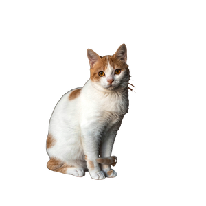 White And Orange Tabby Cat – cat PNG with transparent background