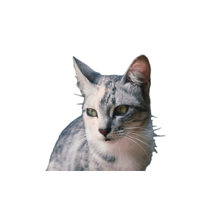 White And Silver Tabby Cat – cat PNG with transparent background