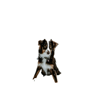 White And Tan Dog On White Snow Field – cat PNG with transparent background
