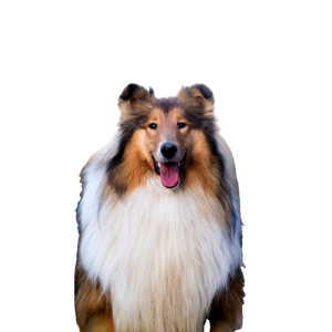 White Brown And Black Rough Collie – cat PNG with transparent background