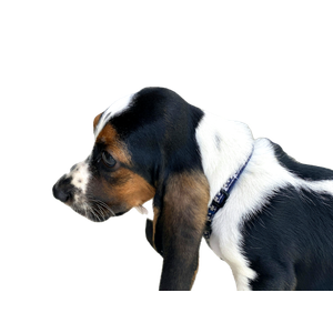 White Brown And Black Short Coated Dog – cat PNG with transparent background