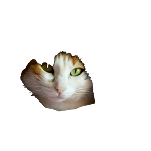 White Calico Cat Hiding On Blanket During Daytime – cat PNG with transparent background