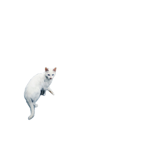 White Can Walking On Gray Surface – cat PNG with transparent background