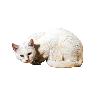White Cat On Brown Soil - Cat PNG image with transparent background