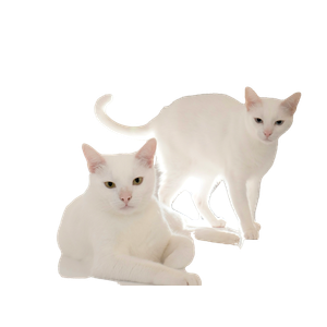 White Cat On White Ceramic Bathtub – cat PNG with transparent background