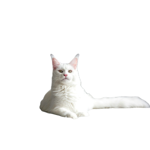 White Cat On White Textile – cat PNG with transparent background