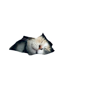 White Cat Sleeps Under White Comforter - Cat PNG image with transparent background