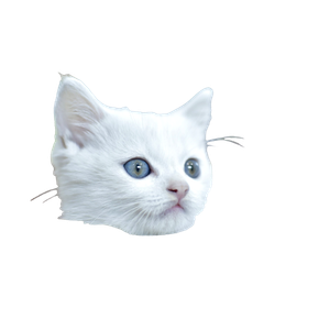 White Cat With Blue Eyes – cat PNG with transparent background