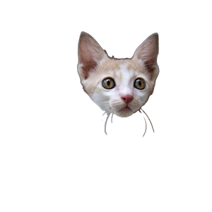 White Cat With Orange Eyes – cat PNG with transparent background