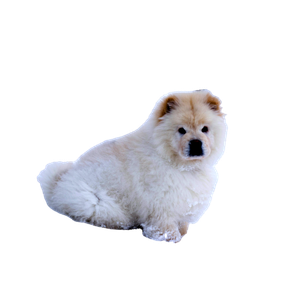 White Chow Chow Puppy Sitting On Snow Field – cat PNG with transparent background