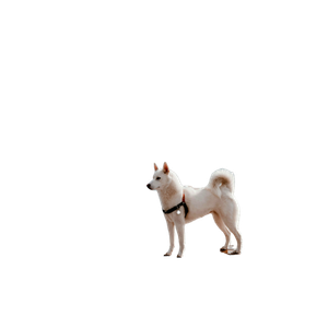 White Dog On Dock – cat PNG with transparent background