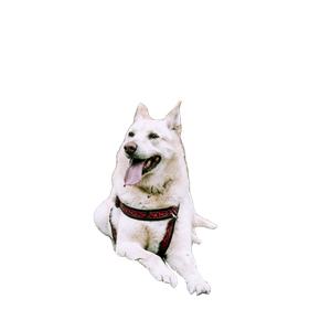 White Dog On Grass Near Trees – cat PNG with transparent background