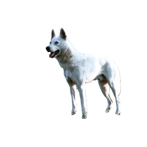 White Dog On Green Field Close Up Photography