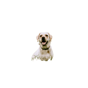 White Dog On Green Grass Field – cat PNG with transparent background