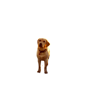 White Dog On Sands Between Leafed Plants
