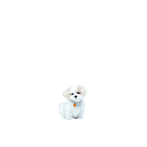White Dog Standing On Snow Field Beside Tree – cat PNG with transparent background