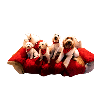 White Dogs On Red Sofa – cat PNG with transparent background