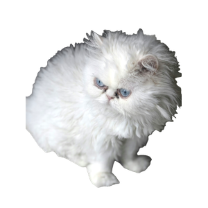 White Persian Cat On Brown Floor