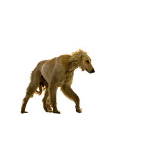 White Short Coated Dog – cat PNG with transparent background