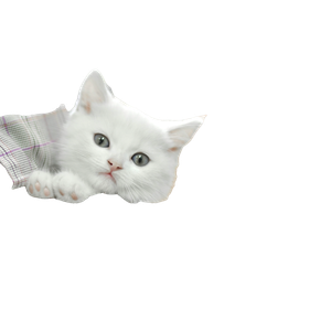 White Short Fur Cat – cat PNG with transparent background