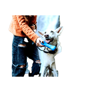 White Short Coat Medium Sized Dog – cat PNG with transparent background
