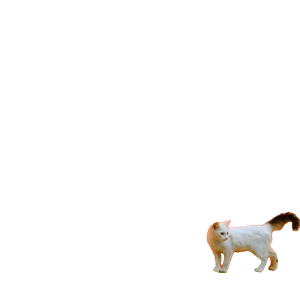 White Short Coated Dog On Orange Textile – cat PNG with transparent background