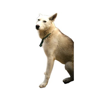 White Short Coated Dog With Blue Leash
