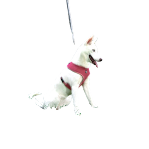 White Short Haired Dog On Green Grass During Daytime – cat PNG with transparent background