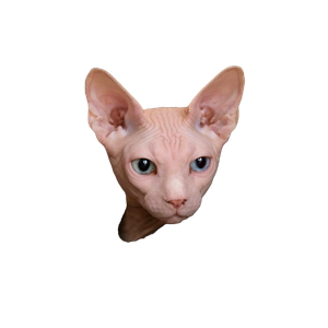 White Sphinx Covered By Red Textile – cat PNG with transparent background