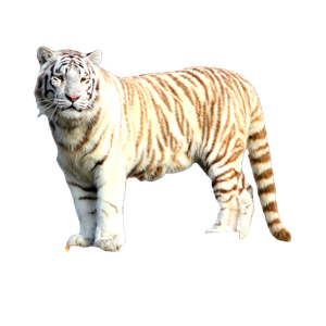 White Tiger - Cat PNG image with transparent background
