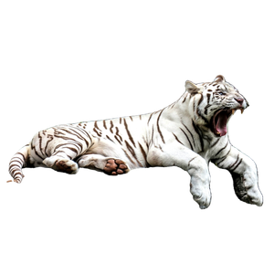 White Tiger Lying On Black Concrete Floor - Cat PNG image with transparent background