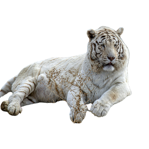 White Tiger Lying On Brown Dirt During Daytime - Cat PNG image with transparent background
