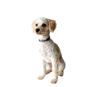 White Toy Poodle Photography – cat PNG with transparent background