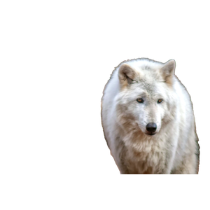 White Wolf During Day