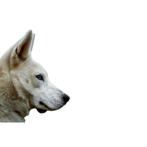 White Wolf In Close Up Photography At Daytime – cat PNG with transparent background