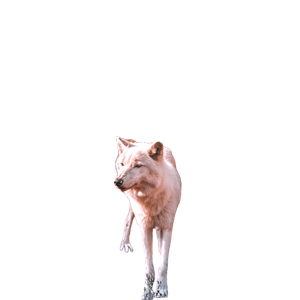 White Wolf On Brown Grass Field During Daytime