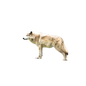 White Wolf On Brown Wooden Log During Daytime