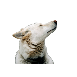 White Wolf On Gray Concrete Floor